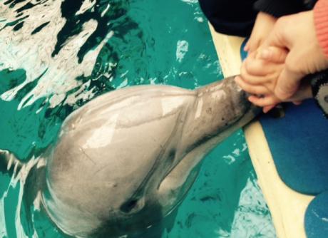 Un dauphin