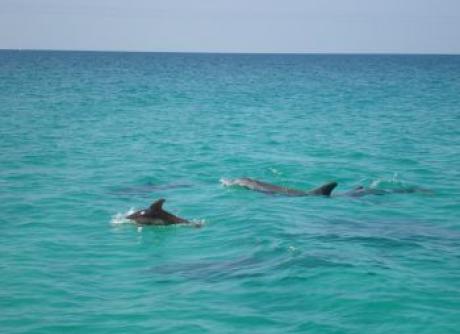 Les dauphins à Panama en 2008