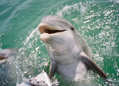Dauphin à Panama