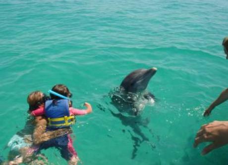 Dauphin à Panama city