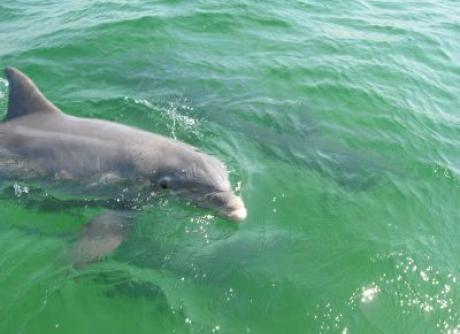 Dauphin à Panama en 2010