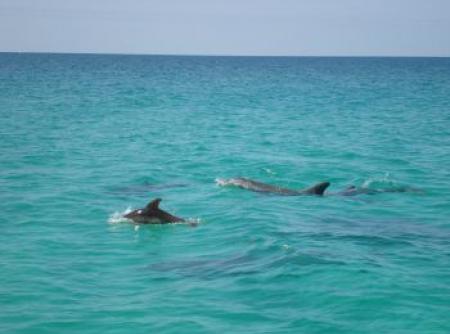 Les dauphins à Panama en 2008