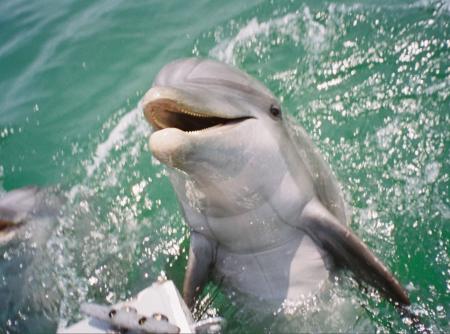 Dauphin à Panama