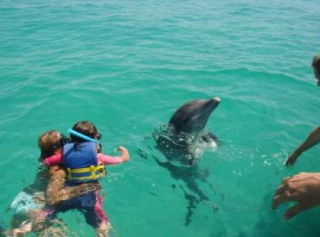 Dauphin à Panama city