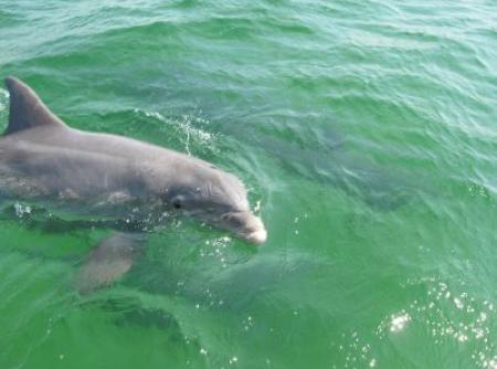 Dauphin à Panama en 2010