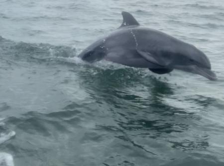 dauphin